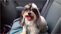 daycare - pookie taxi to daycare